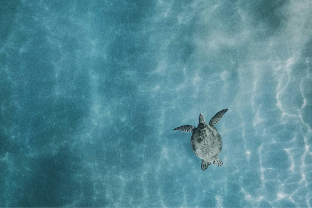 Kona image – Sustainable Tourism