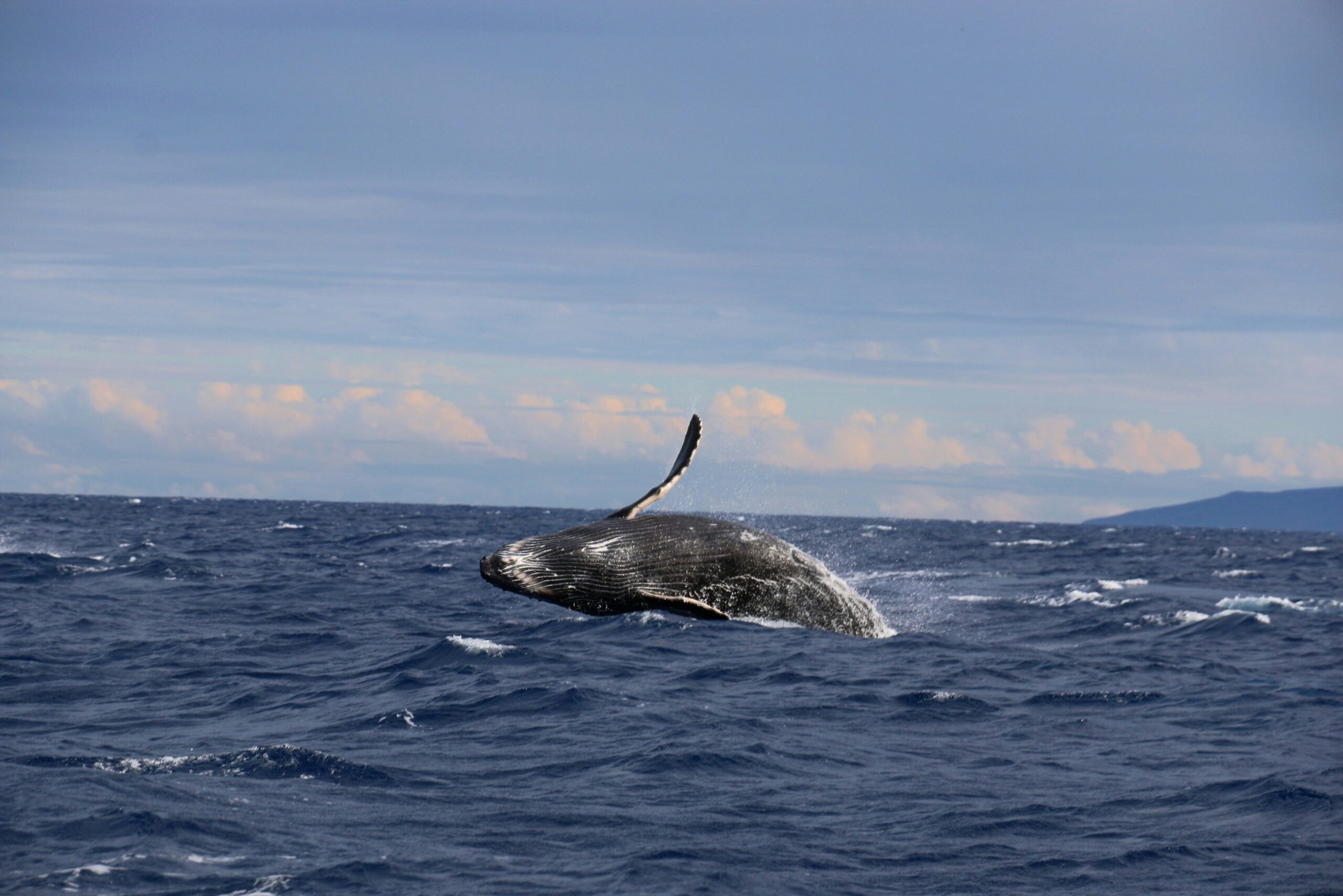 Humpback whale at the surface with its pectoral fin raised off the Kona coast