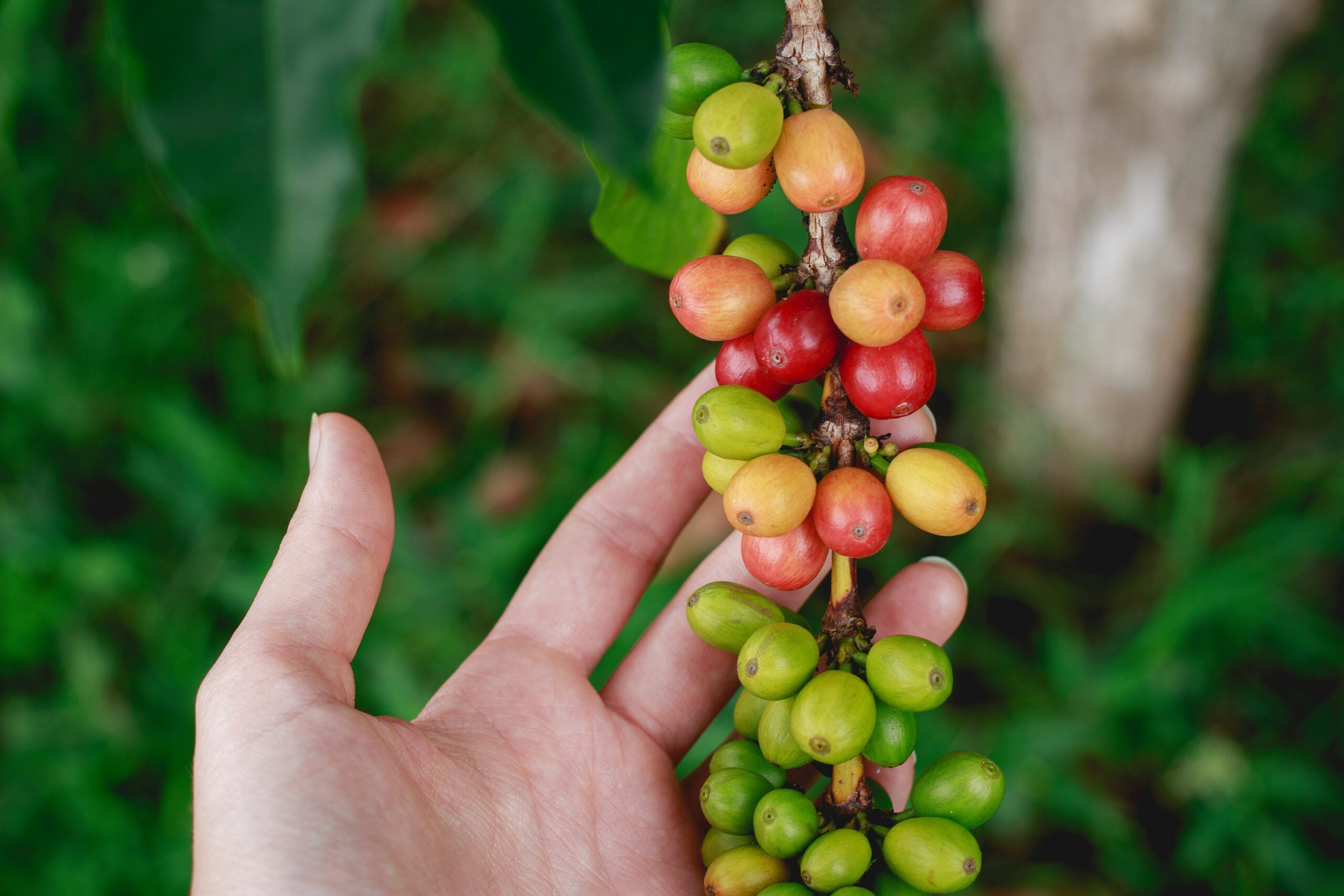 Hand holding a branch of ripening Kona coffee cherries, red and green