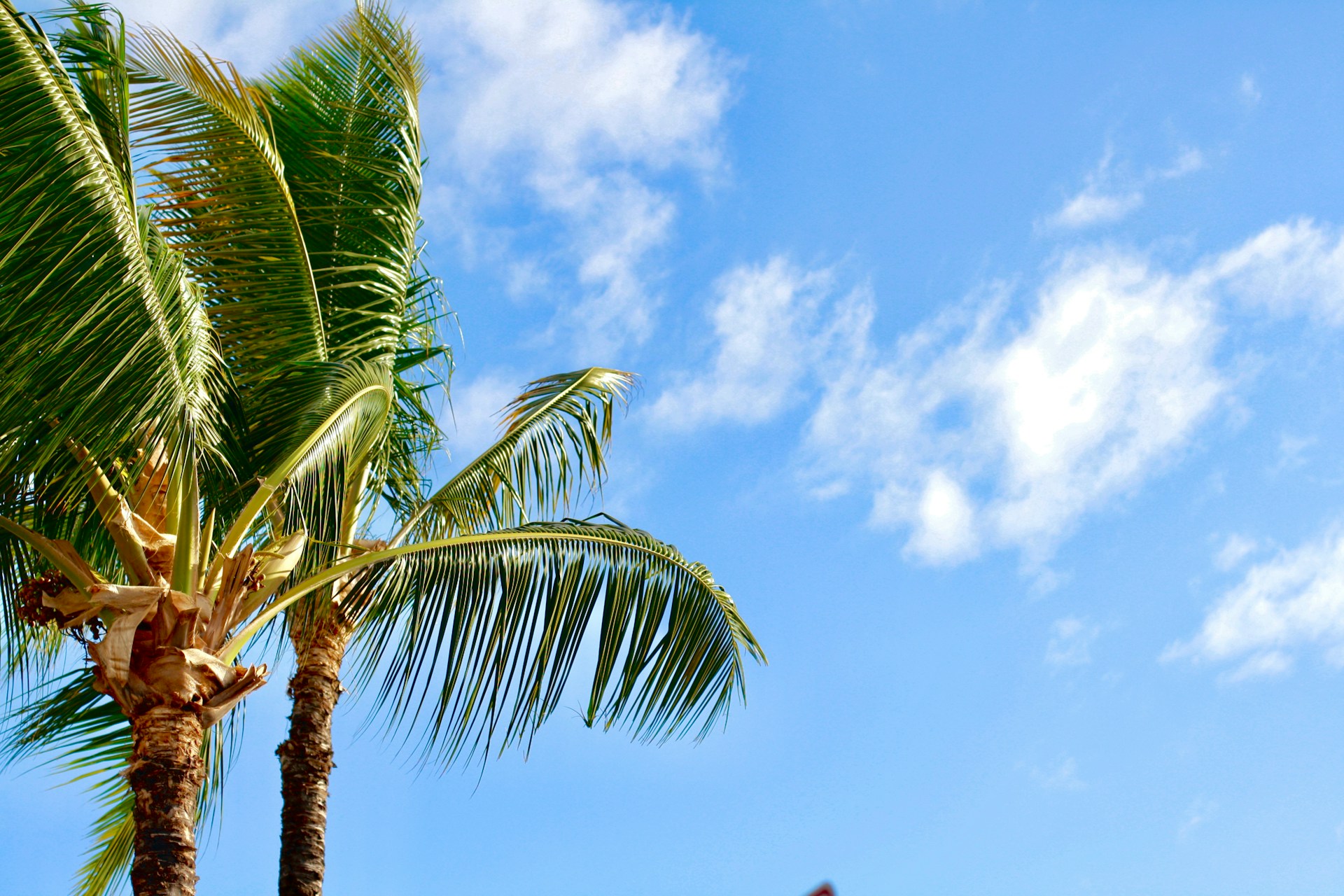 Palm Trees and Blue Sky in Kona