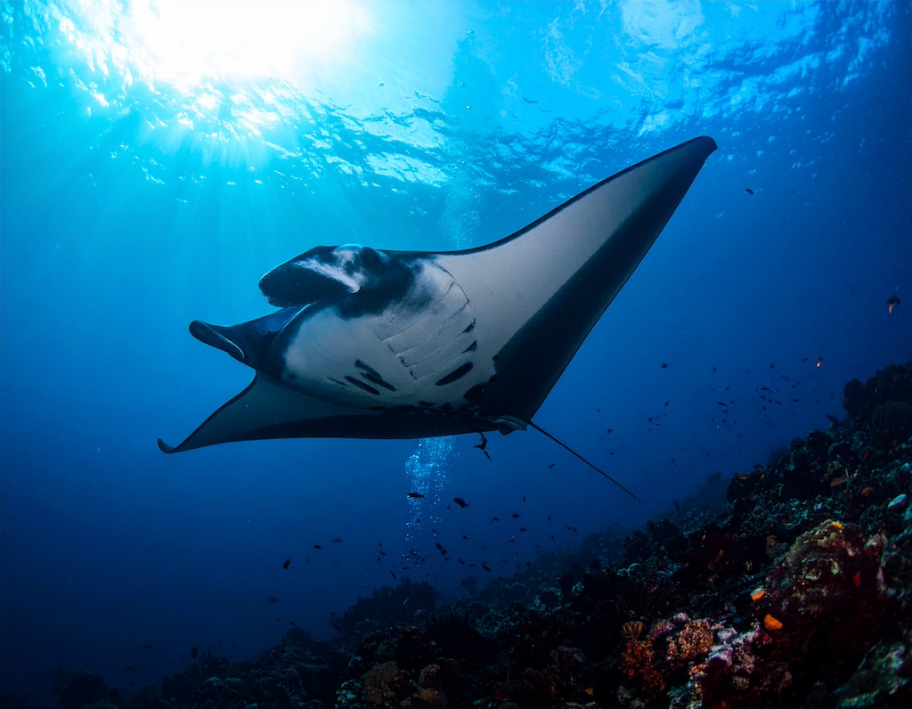 Manta Ray swimming at night at a bay in Kona