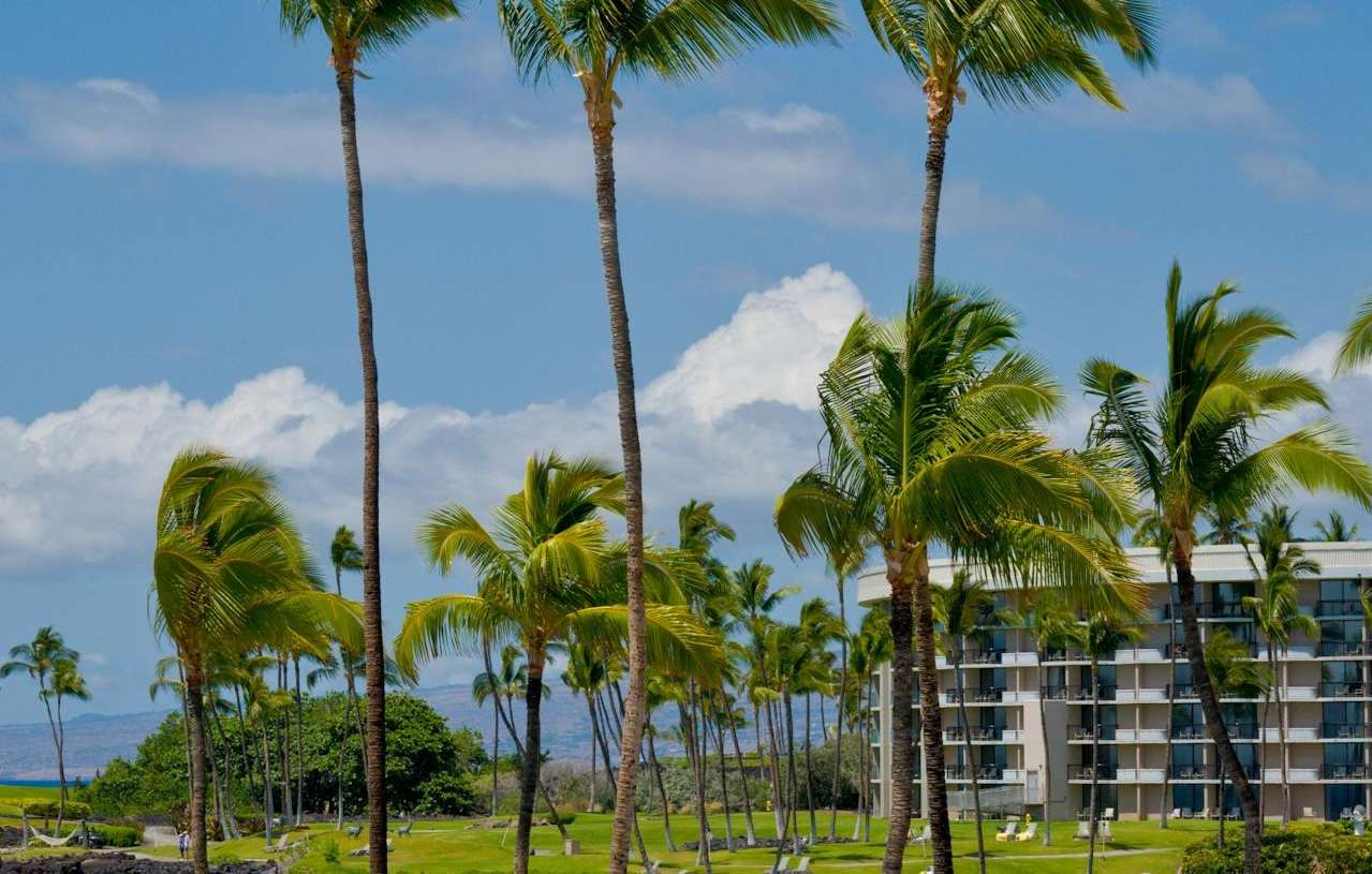 Palm trees scenery Kona Hawaii hotel