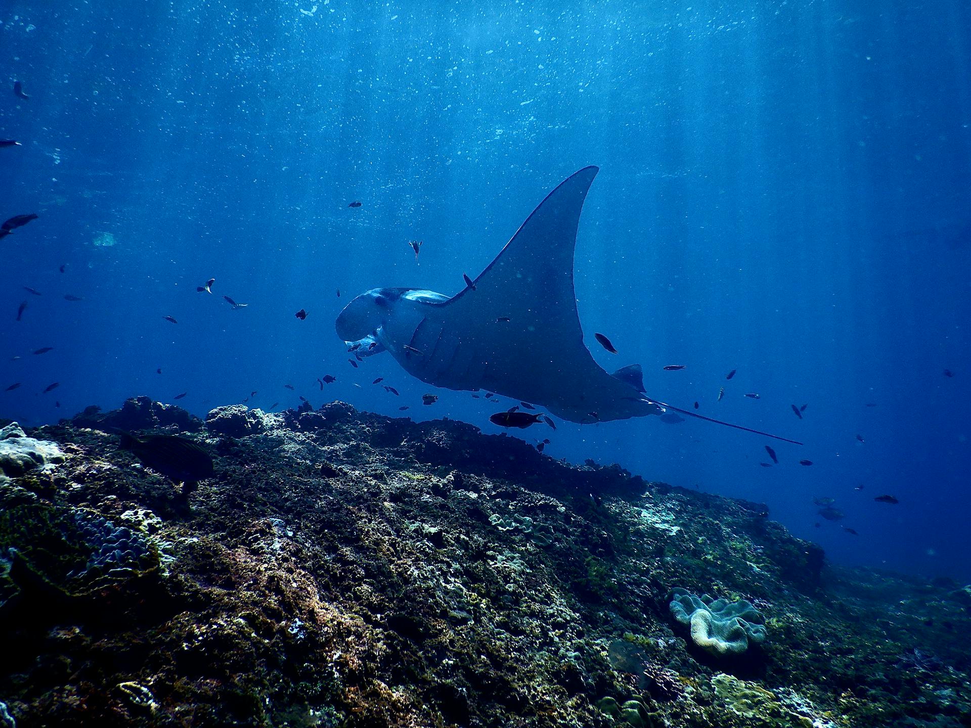 Manta Ray Kona Night Swim