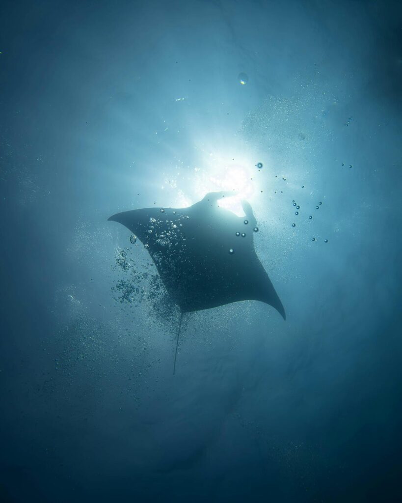 A manta ray seen from below, silhouetted against the bright surface with its mouth open to feed